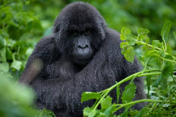 Dian Fossey