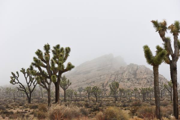 Several Joshua trees with spiky green crowns stand in a desert landscape of low scrub, with a large pile of granite boulders fading into fog behind them.