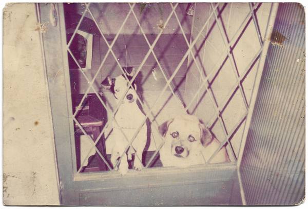 A scanned old color snapshot print with a magenta and cream cast, showing two dogs looking out through a diamond-lattice gate; the print's edges, creases and stains are visible.