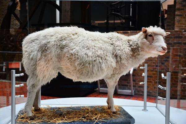 A white woolly sheep standing on straw on a grey base inside a glass case in a museum, with a brick wall and old machinery behind.