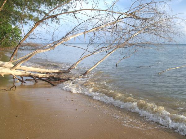 A sandy beach with small waves and a bleached fallen tree reaching out over calm, shallow sea water under a pale blue sky.